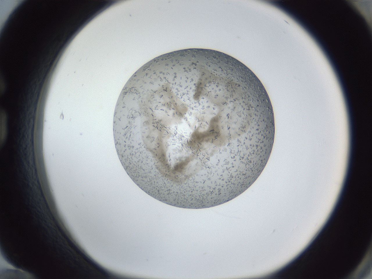 folderID327_plateID1327_batchID4443_wellNum84_profileID1_d1_r79675_ef.jpg