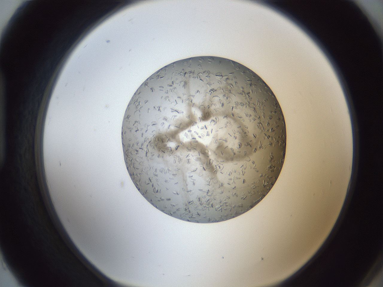 folderID327_plateID1327_batchID4443_wellNum93_profileID1_d1_r79684_ef.jpg