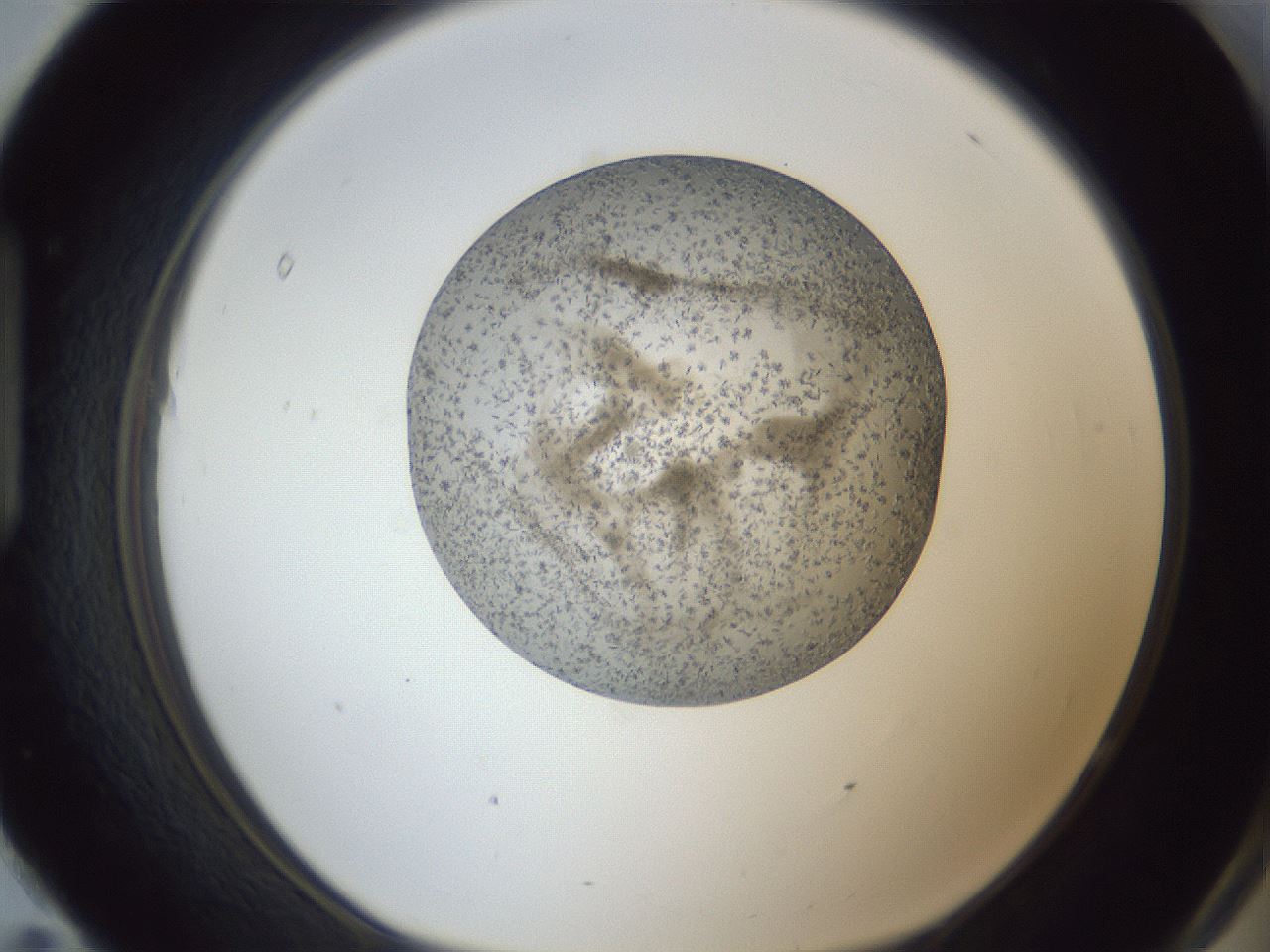 folderID327_plateID1327_batchID4443_wellNum95_profileID1_d1_r79686_ef.jpg