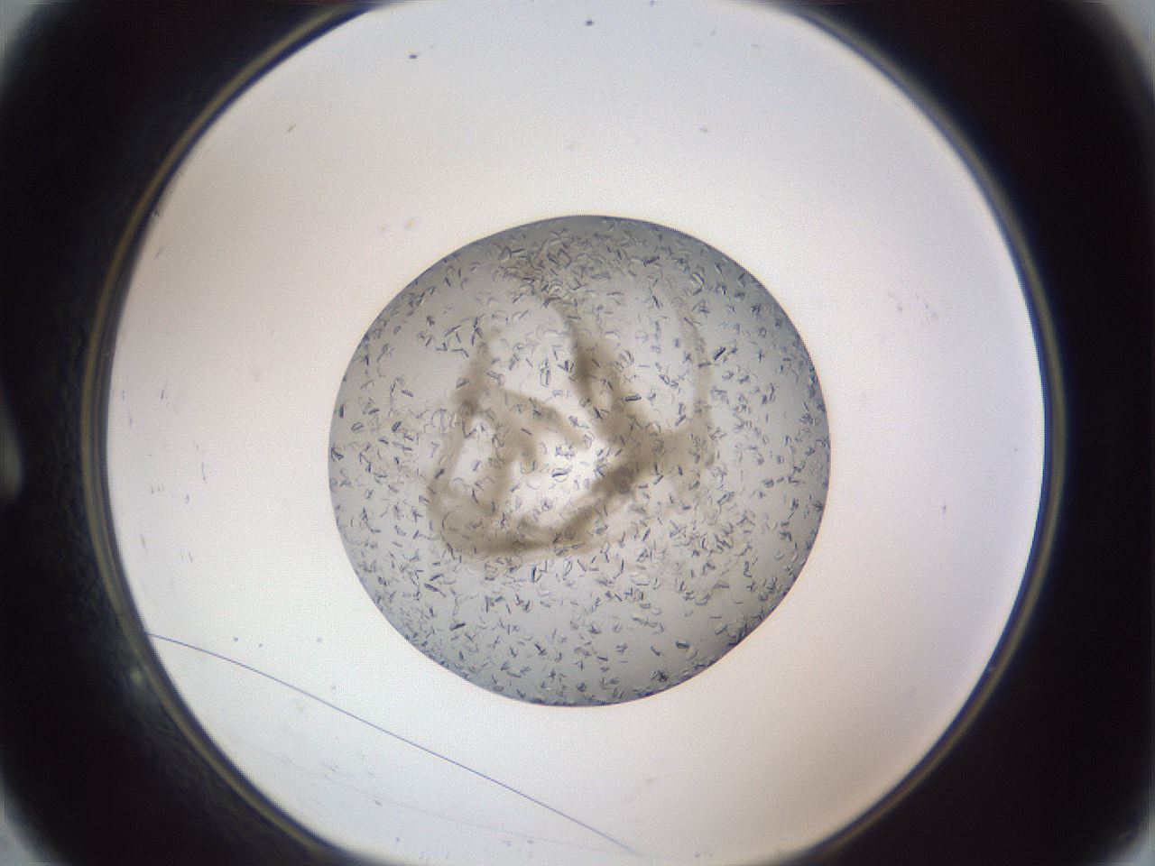 folderID327_plateID1327_batchID4443_wellNum9_profileID1_d1_r79600_ef.jpg