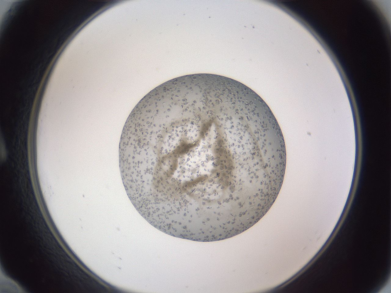 folderID327_plateID1327_batchID4492_wellNum10_profileID1_d1_r79601_ef.jpg