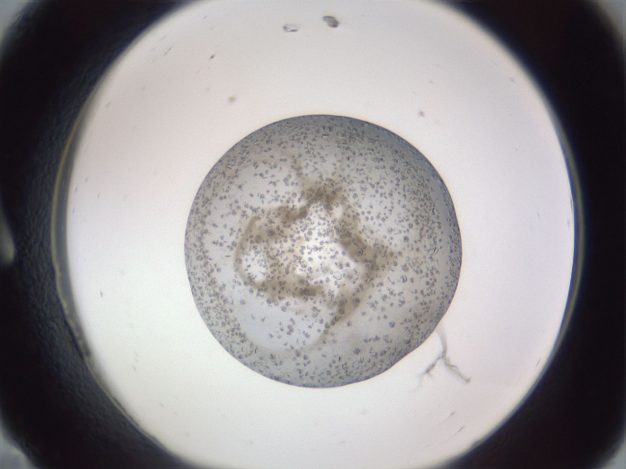 folderID327_plateID1327_batchID4492_wellNum11_profileID1_d1_r79602_ef.jpg