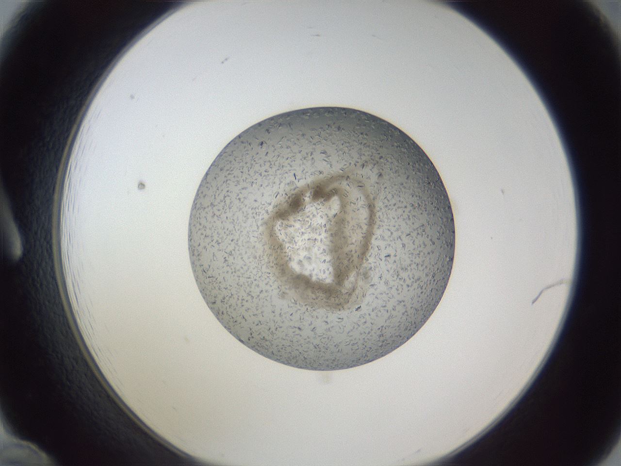 folderID327_plateID1327_batchID4492_wellNum12_profileID1_d1_r79603_ef.jpg