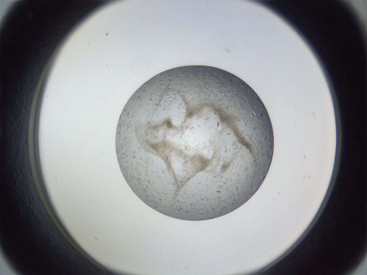 folderID327_plateID1327_batchID4492_wellNum33_profileID1_d1_r79624_ef.jpg