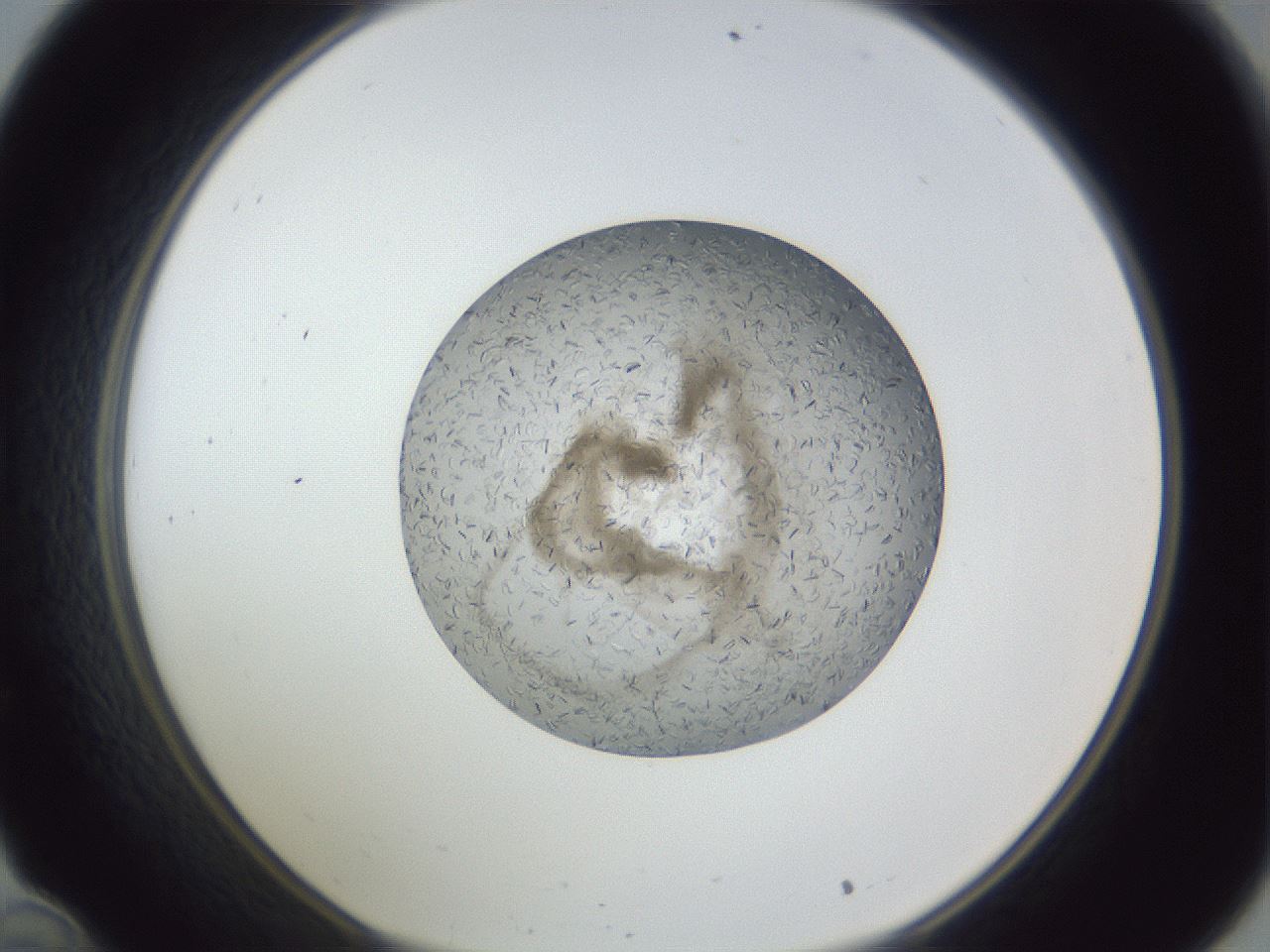 folderID327_plateID1327_batchID4492_wellNum34_profileID1_d1_r79625_ef.jpg