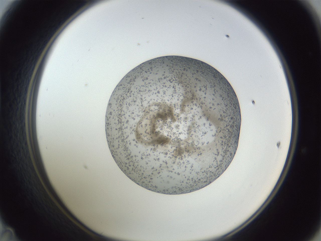 folderID327_plateID1327_batchID4492_wellNum47_profileID1_d1_r79638_ef.jpg