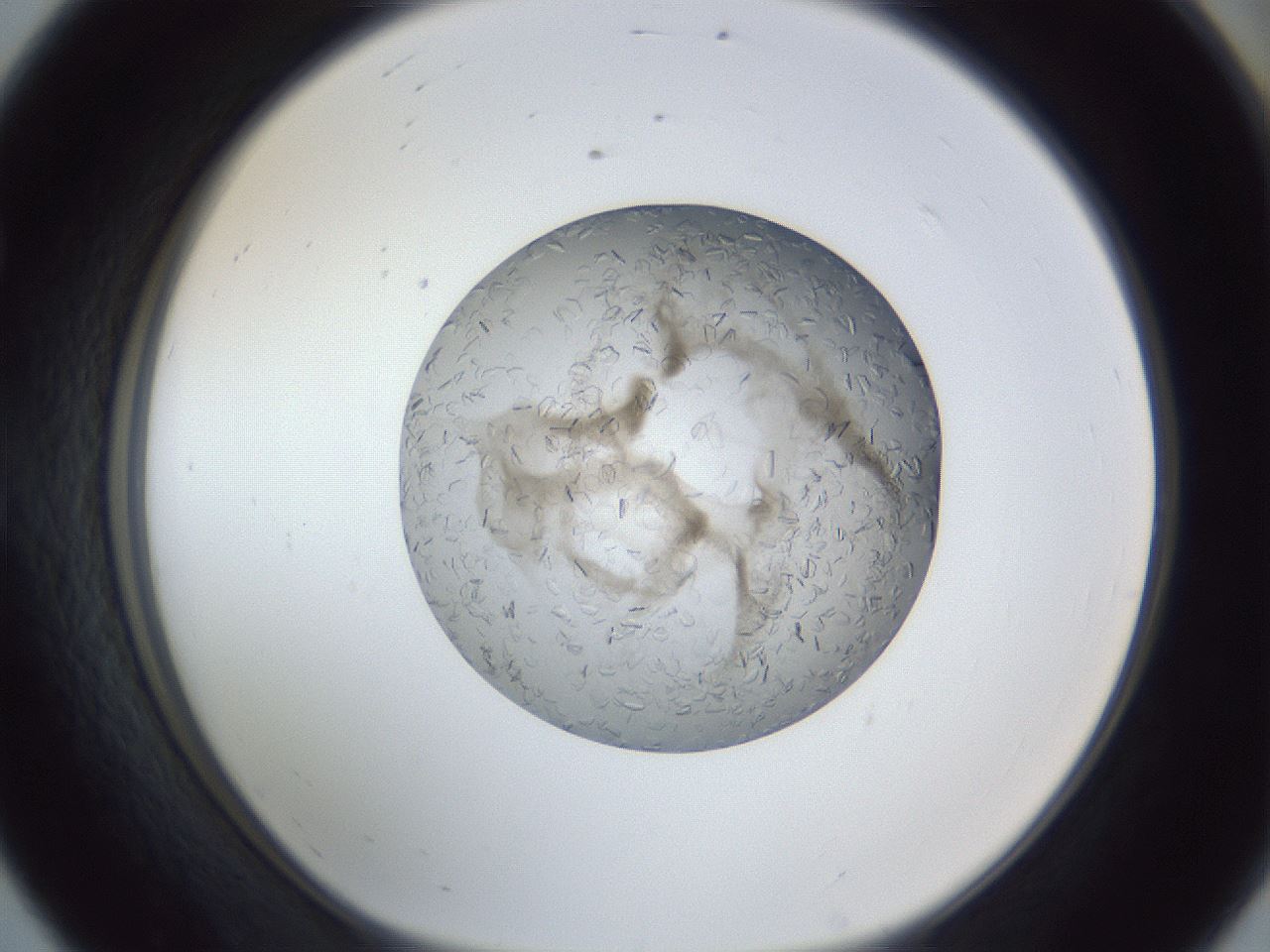 folderID327_plateID1327_batchID4492_wellNum56_profileID1_d1_r79647_ef.jpg