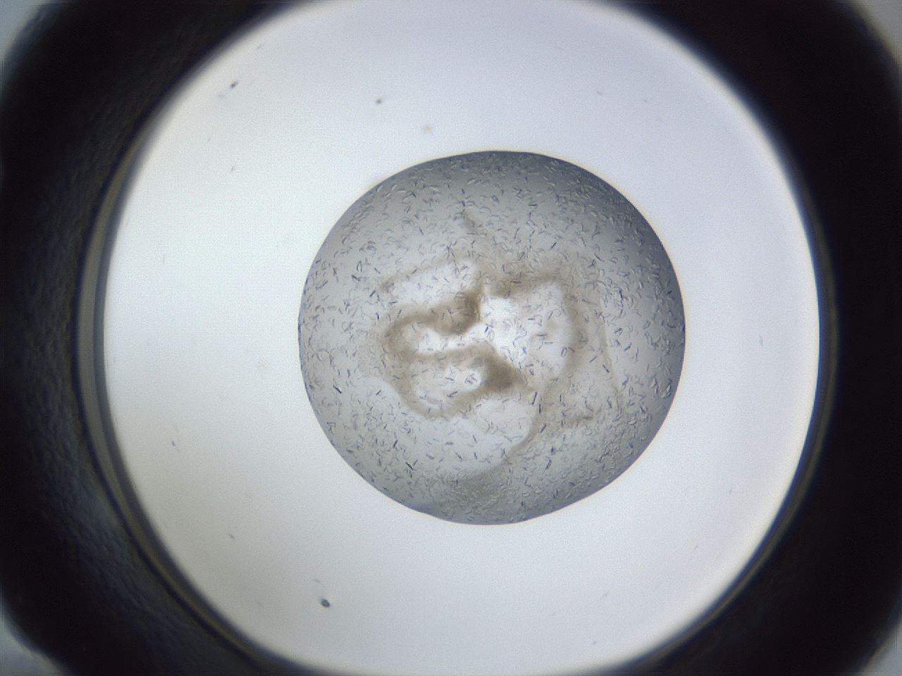 folderID327_plateID1327_batchID4492_wellNum58_profileID1_d1_r79649_ef.jpg