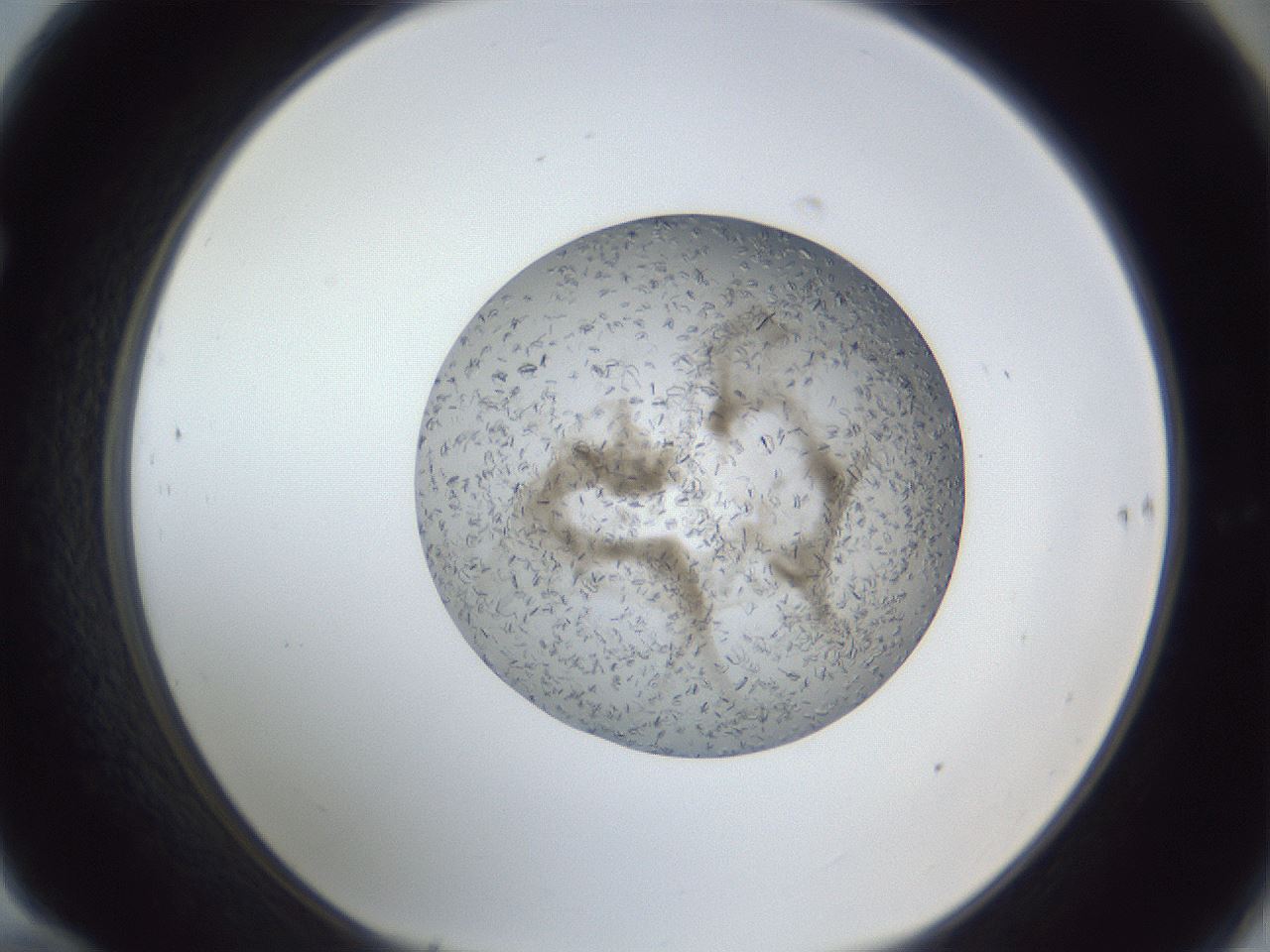 folderID327_plateID1327_batchID4492_wellNum70_profileID1_d1_r79661_ef.jpg