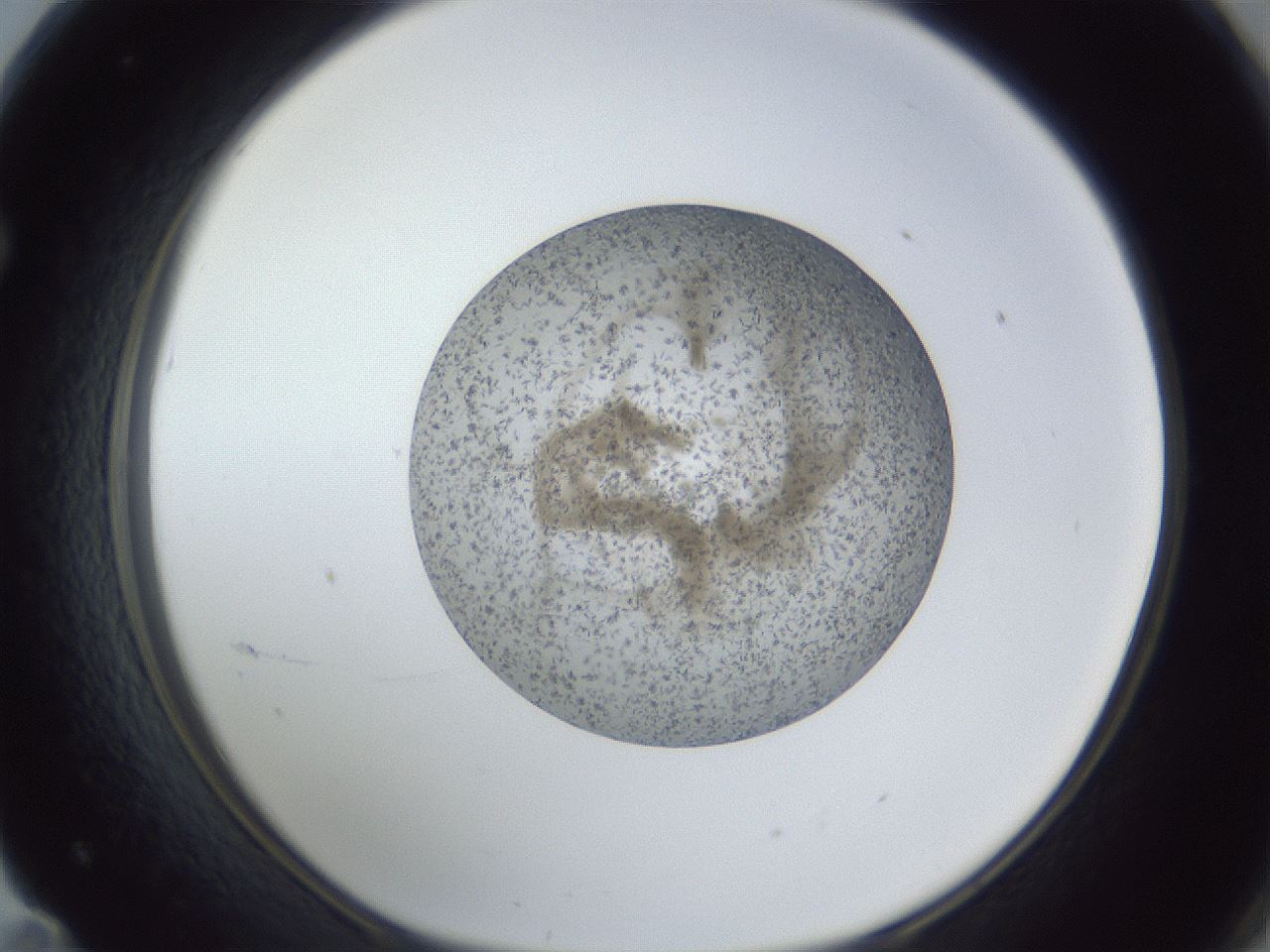 folderID327_plateID1327_batchID4492_wellNum71_profileID1_d1_r79662_ef.jpg
