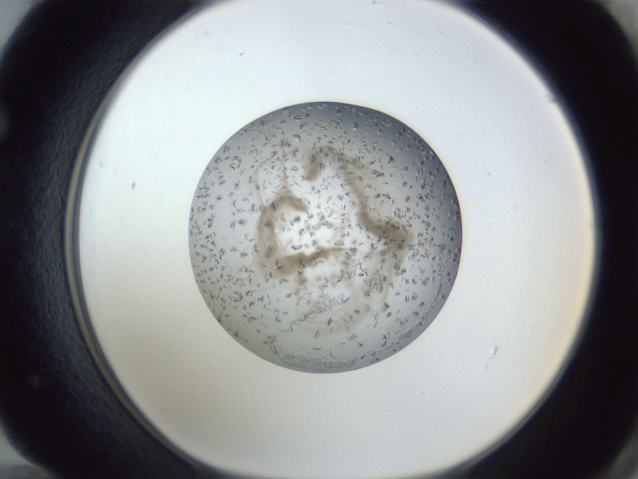 folderID327_plateID1327_batchID4492_wellNum72_profileID1_d1_r79663_ef.jpg