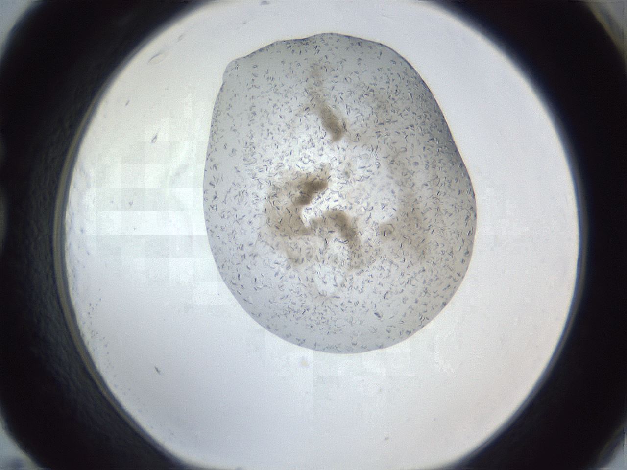 folderID327_plateID1327_batchID4492_wellNum83_profileID1_d1_r79674_ef.jpg