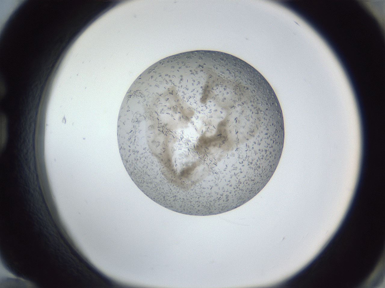 folderID327_plateID1327_batchID4492_wellNum84_profileID1_d1_r79675_ef.jpg