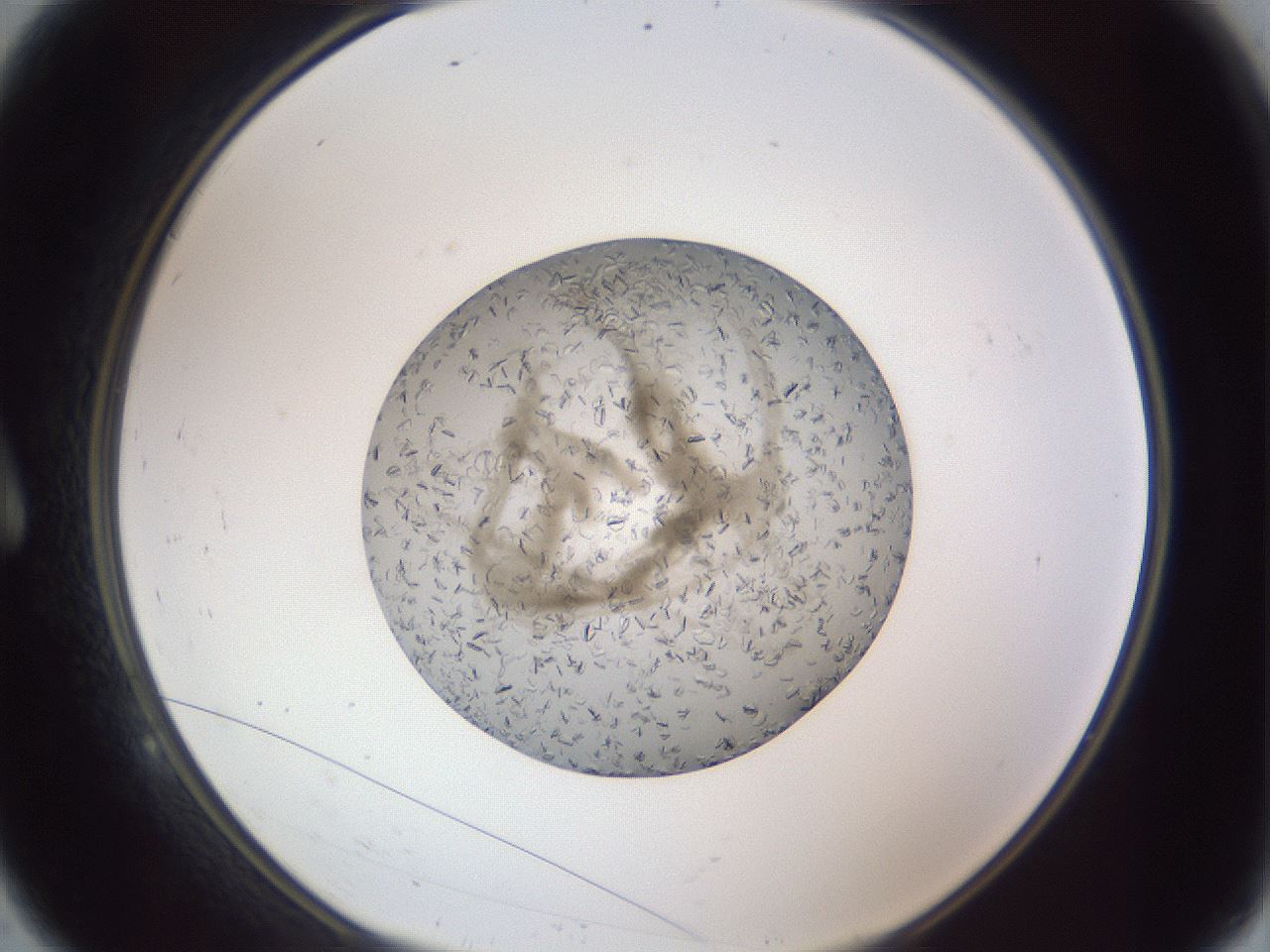folderID327_plateID1327_batchID4492_wellNum9_profileID1_d1_r79600_ef.jpg
