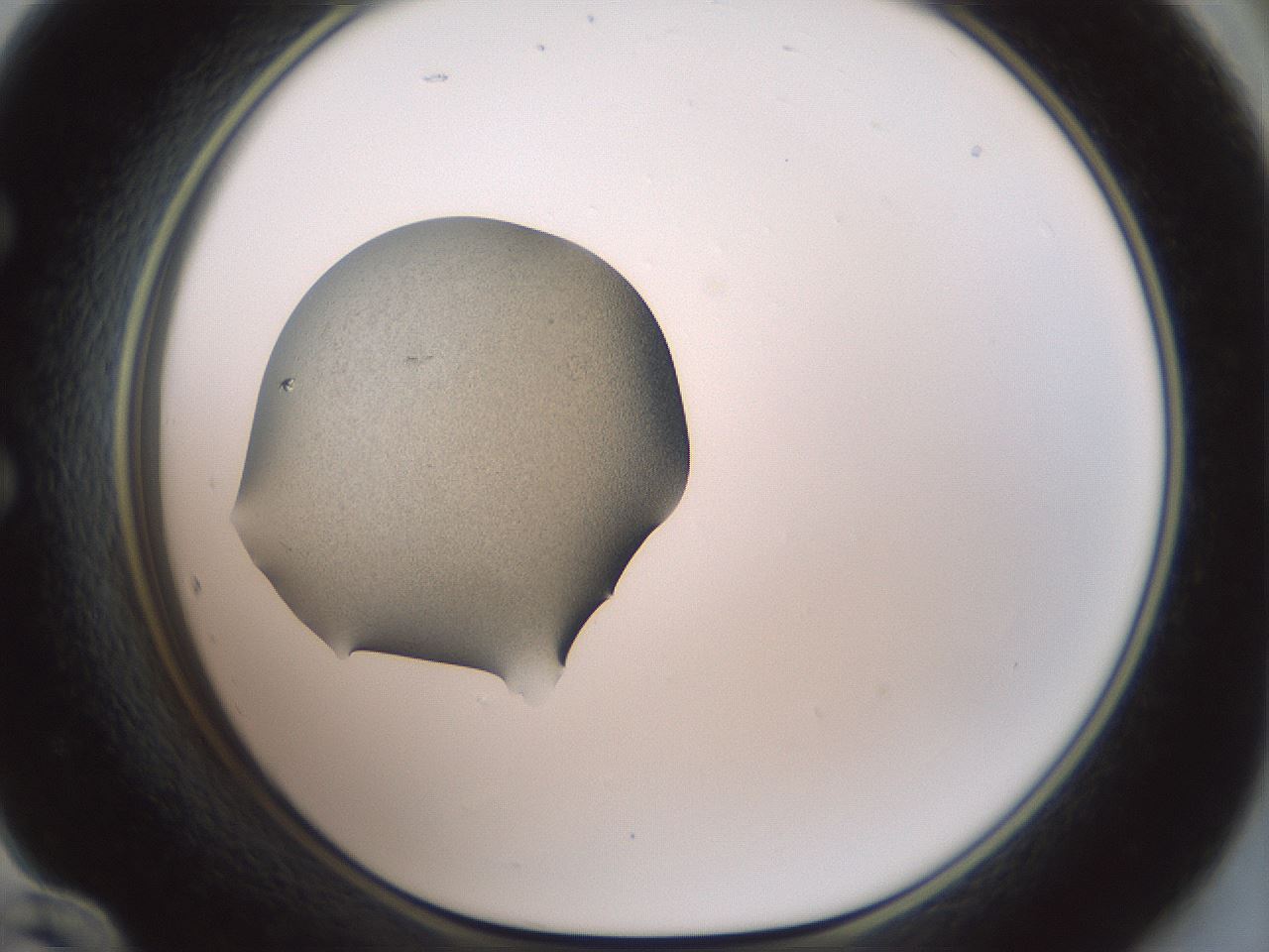 folderID329_plateID1329_batchID4526_wellNum60_profileID1_d1_r80323_ef.jpg