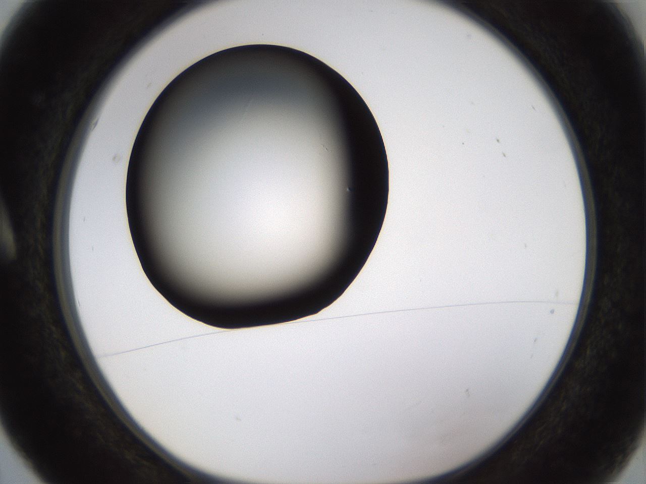 folderID339_plateID1339_batchID4571_wellNum5_profileID1_d1_r80556_ef.jpg