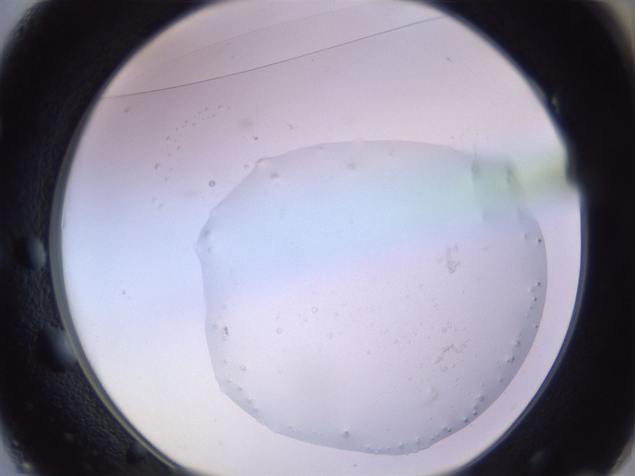 folderID341_plateID1341_batchID4589_wellNum49_profileID1_d1_r80744_ef.jpg