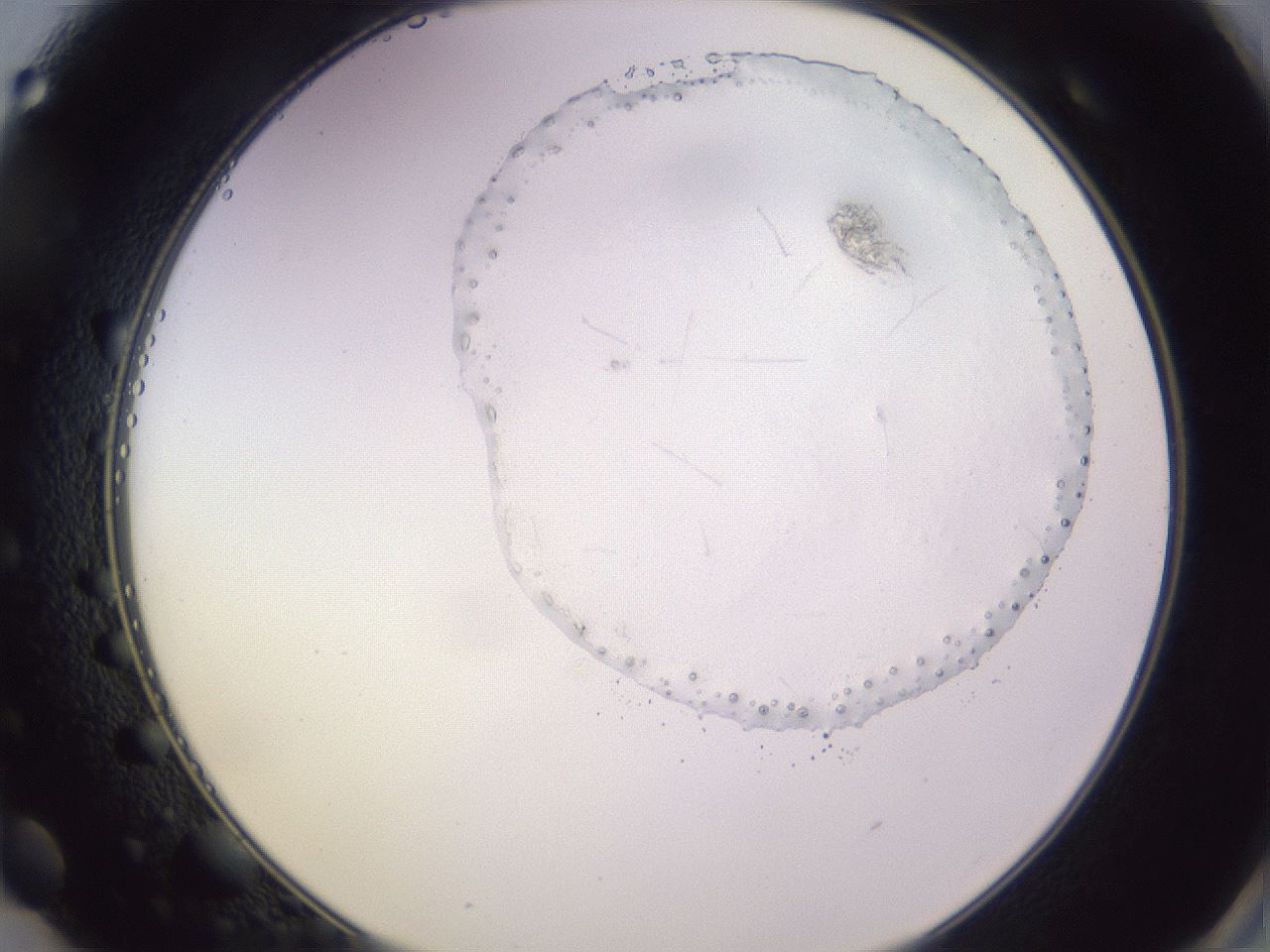 folderID341_plateID1341_batchID4589_wellNum49_profileID1_d2_r80745_ef.jpg