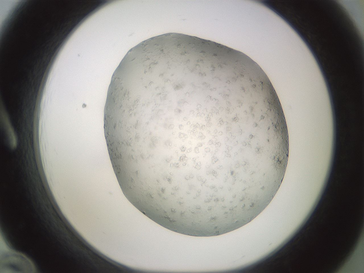 folderID343_plateID1343_batchID4599_wellNum12_profileID1_d1_r80851_ef.jpg