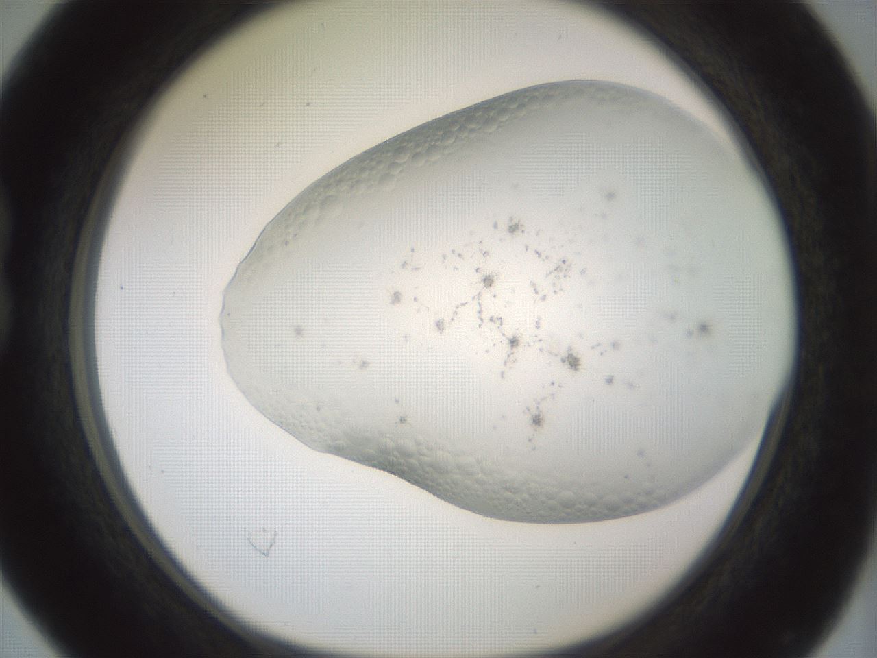 folderID343_plateID1343_batchID4599_wellNum16_profileID1_d1_r80855_ef.jpg