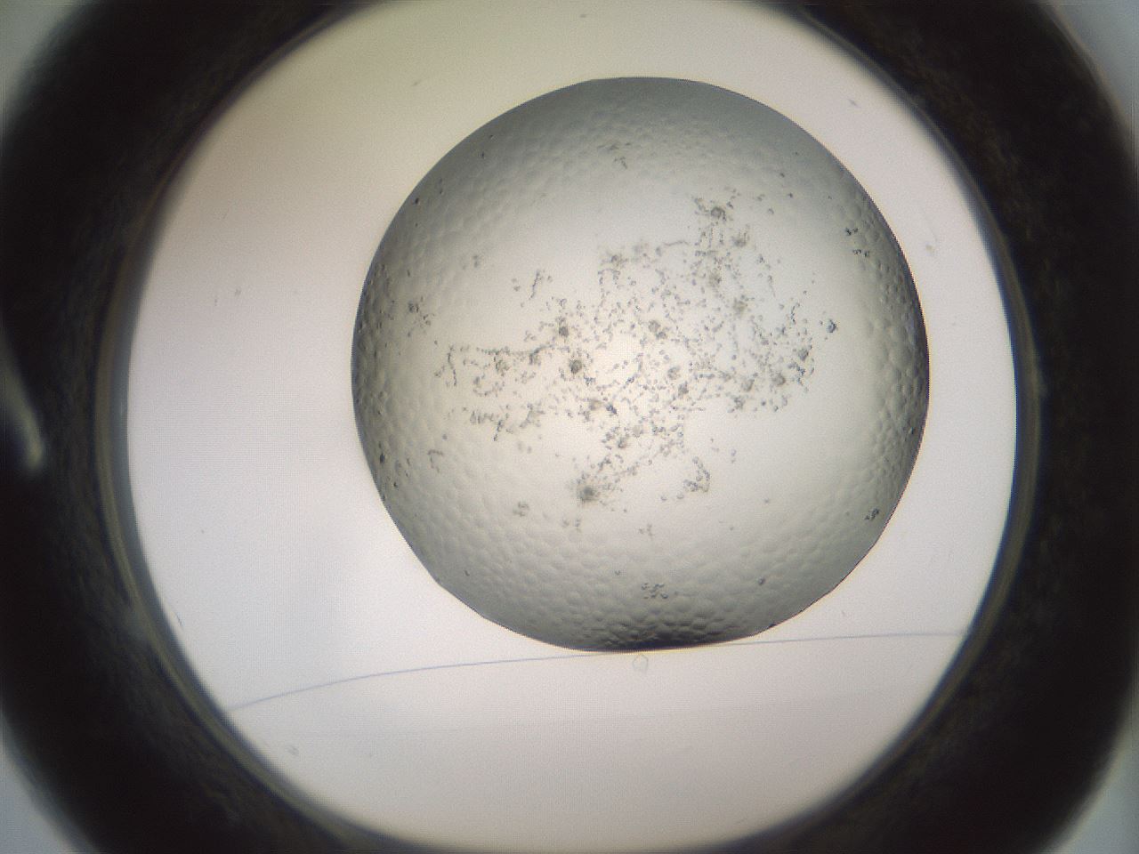 folderID343_plateID1343_batchID4599_wellNum1_profileID1_d1_r80840_ef.jpg