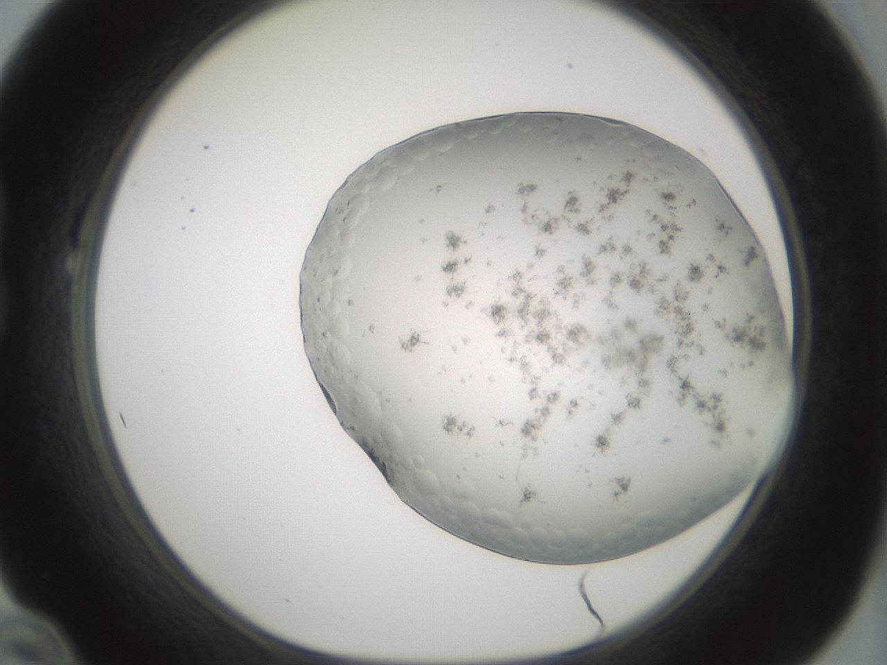 folderID343_plateID1343_batchID4599_wellNum22_profileID1_d1_r80861_ef.jpg