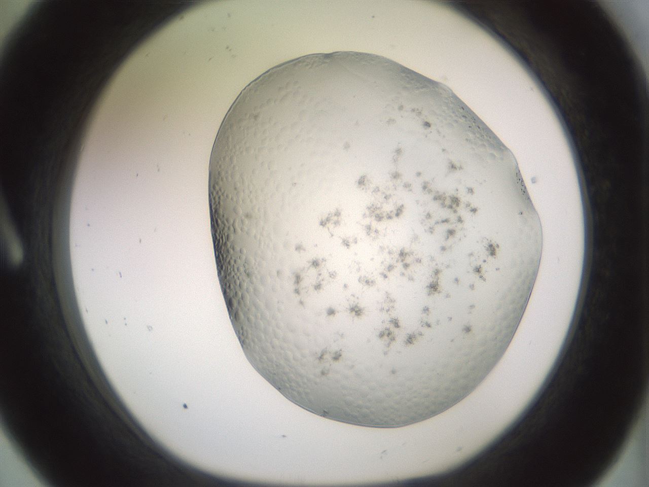 folderID343_plateID1343_batchID4599_wellNum8_profileID1_d1_r80847_ef.jpg