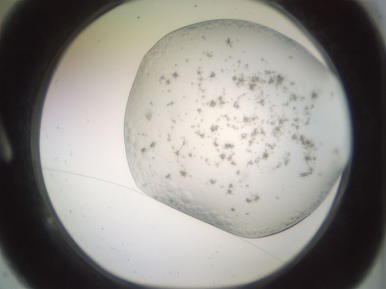 folderID343_plateID1343_batchID4599_wellNum9_profileID1_d1_r80848_ef.jpg