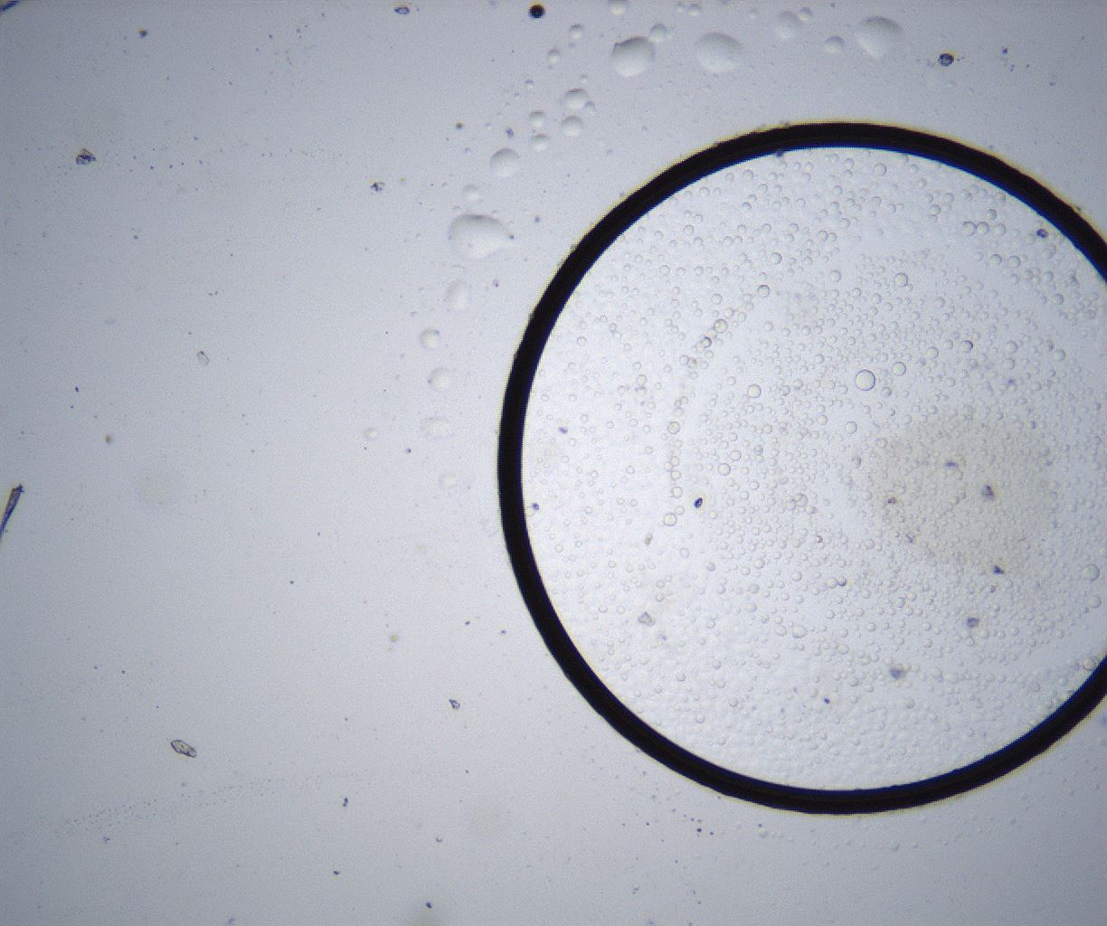folderID343_plateID2343_batchID11025_wellNum1_profileID1_d1_r164995_ef.jpg