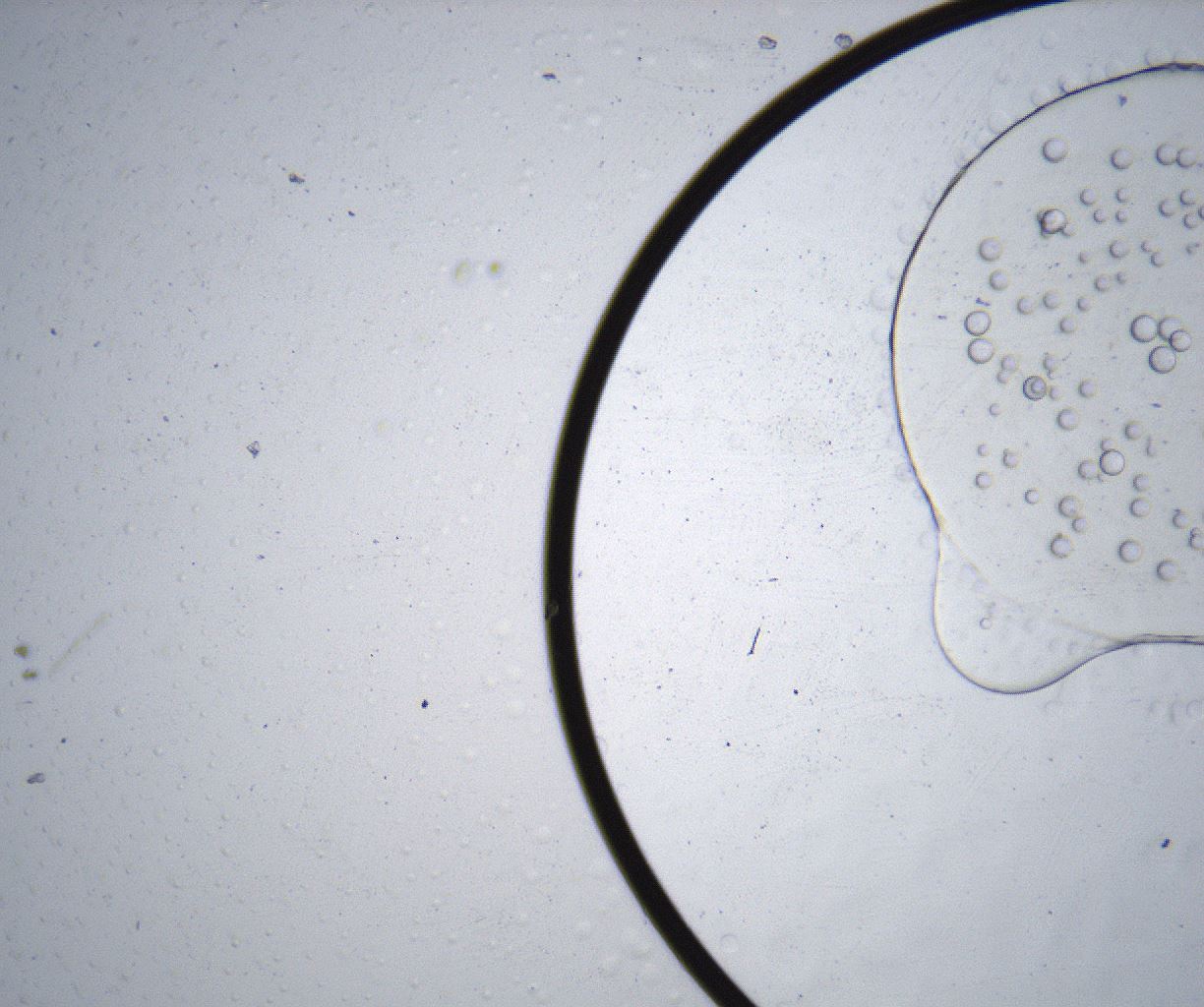 folderID343_plateID2343_batchID11025_wellNum60_profileID1_d1_r165113_ef.jpg
