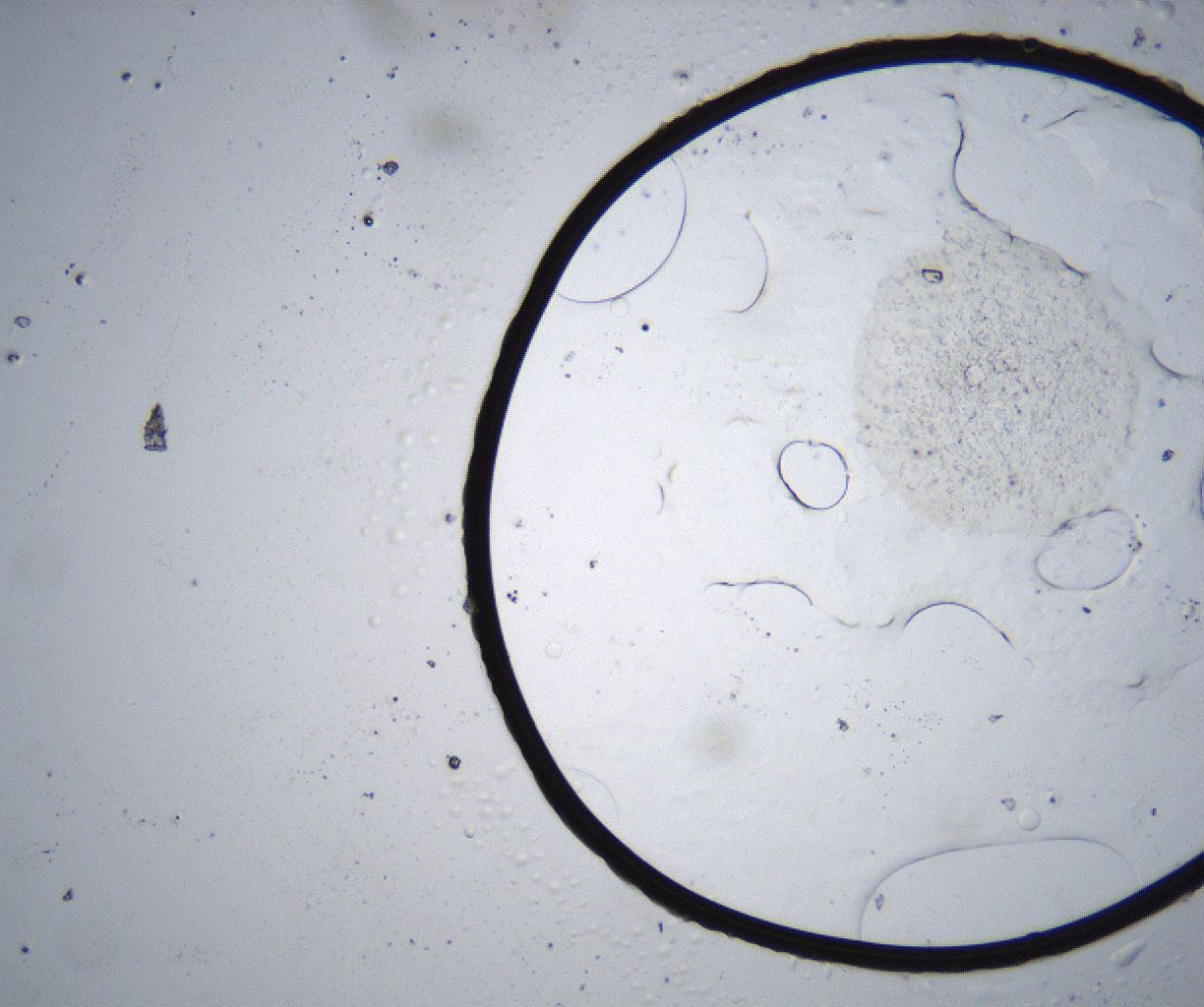 folderID343_plateID2343_batchID11025_wellNum86_profileID1_d1_r165165_ef.jpg