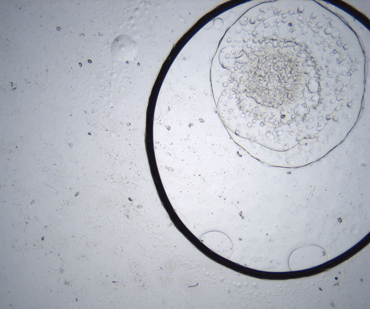 folderID343_plateID2343_batchID11025_wellNum88_profileID1_d1_r165169_ef.jpg