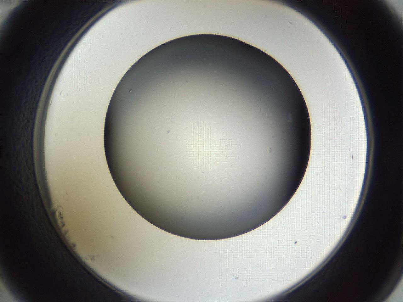 folderID345_plateID1345_batchID4696_wellNum23_profileID1_d2_r80981_ef.jpg