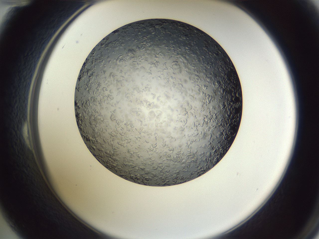 folderID345_plateID1345_batchID4696_wellNum24_profileID1_d2_r80983_ef.jpg