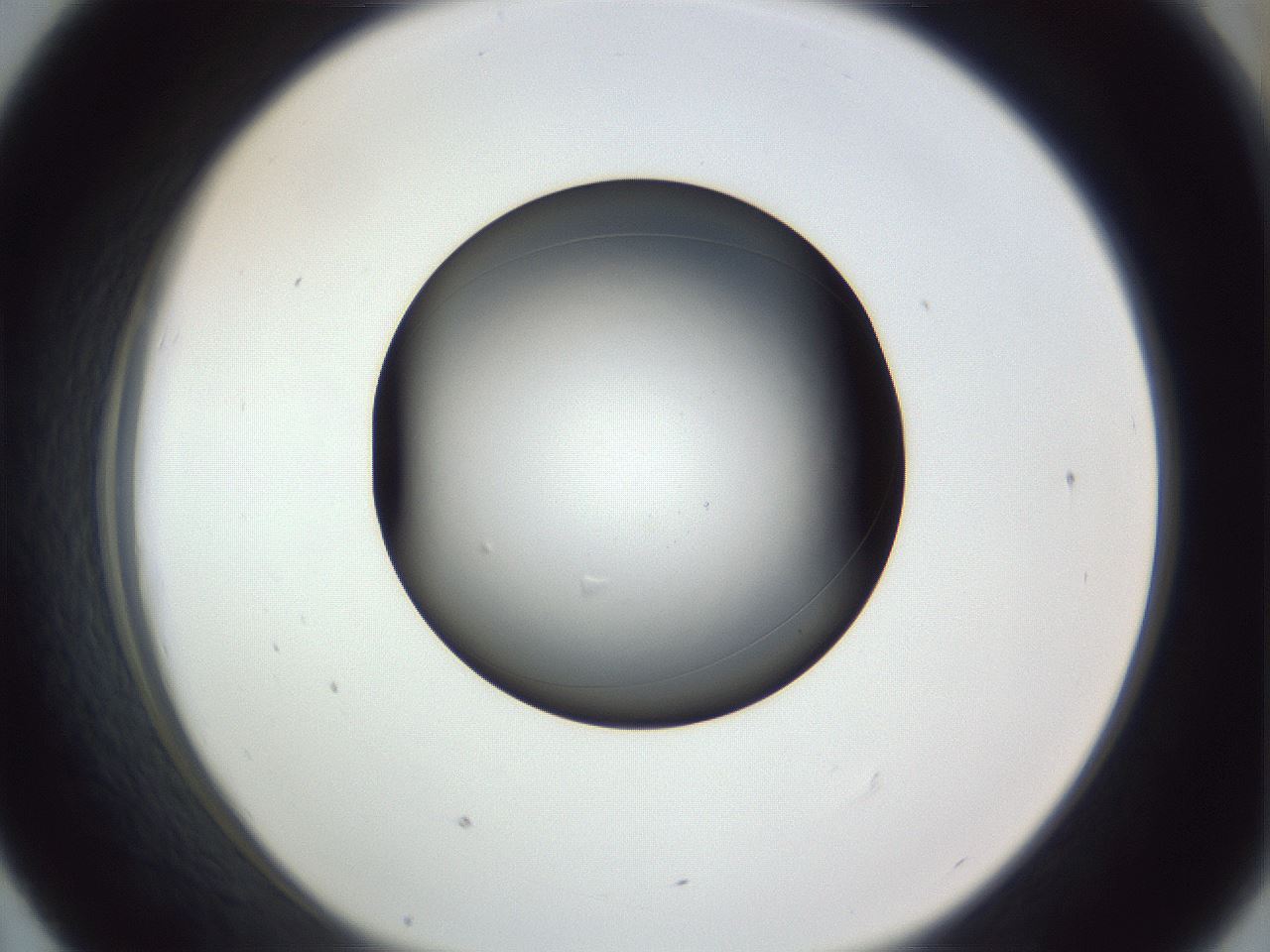 folderID345_plateID1345_batchID4696_wellNum43_profileID1_d1_r81020_ef.jpg