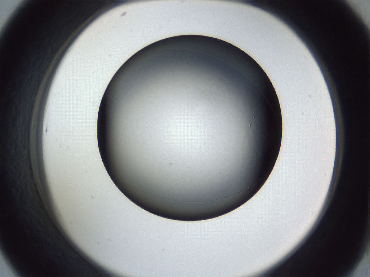 folderID345_plateID1345_batchID4696_wellNum43_profileID1_d2_r81021_ef.jpg