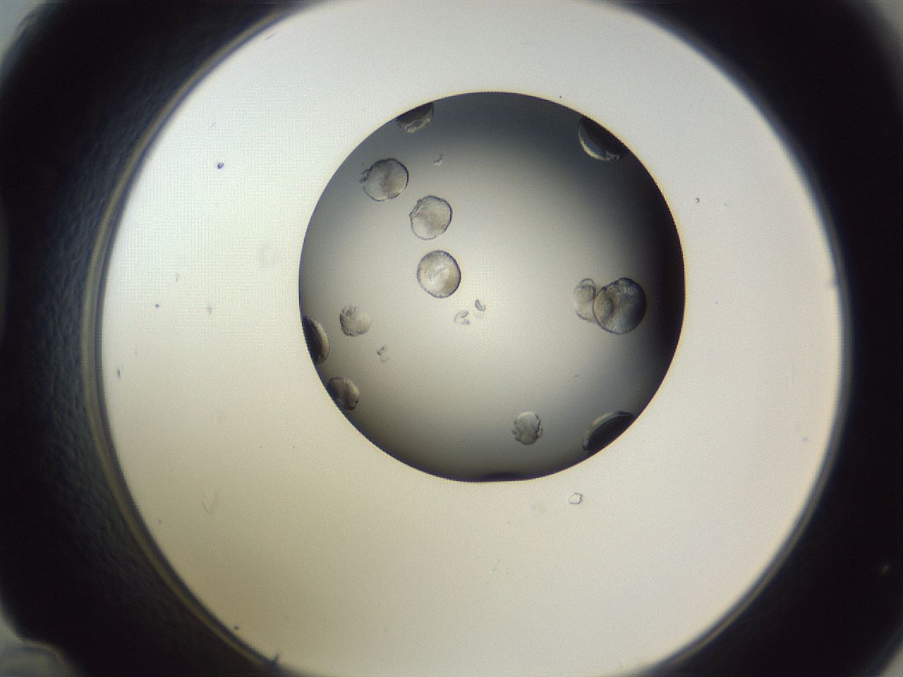 folderID345_plateID1345_batchID4696_wellNum48_profileID1_d1_r81030_ef.jpg