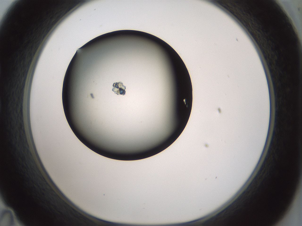 folderID347_plateID1347_batchID4702_wellNum35_profileID1_d1_r81262_ef.jpg