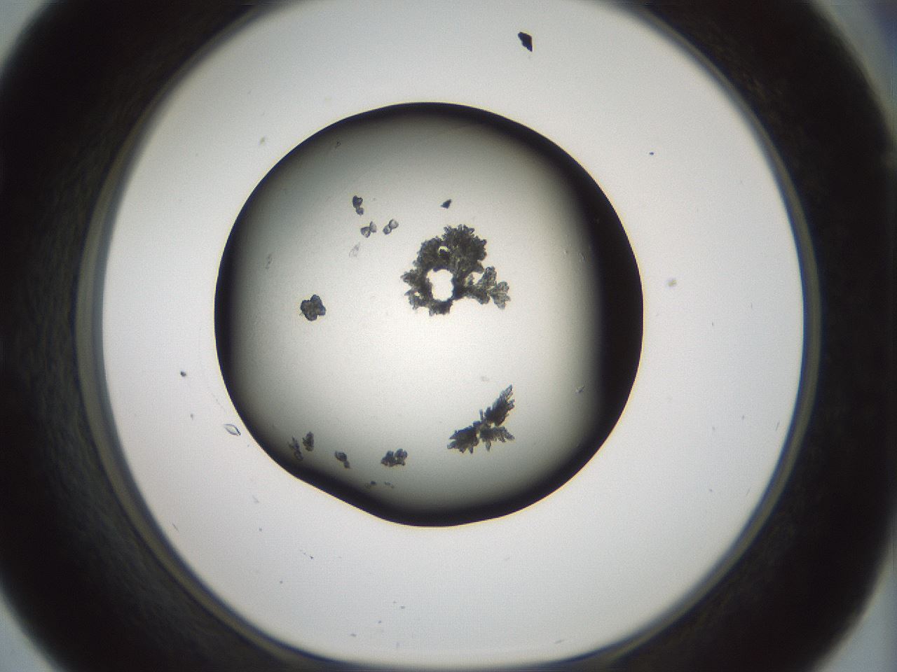 folderID347_plateID1347_batchID4702_wellNum57_profileID1_d1_r81284_ef.jpg