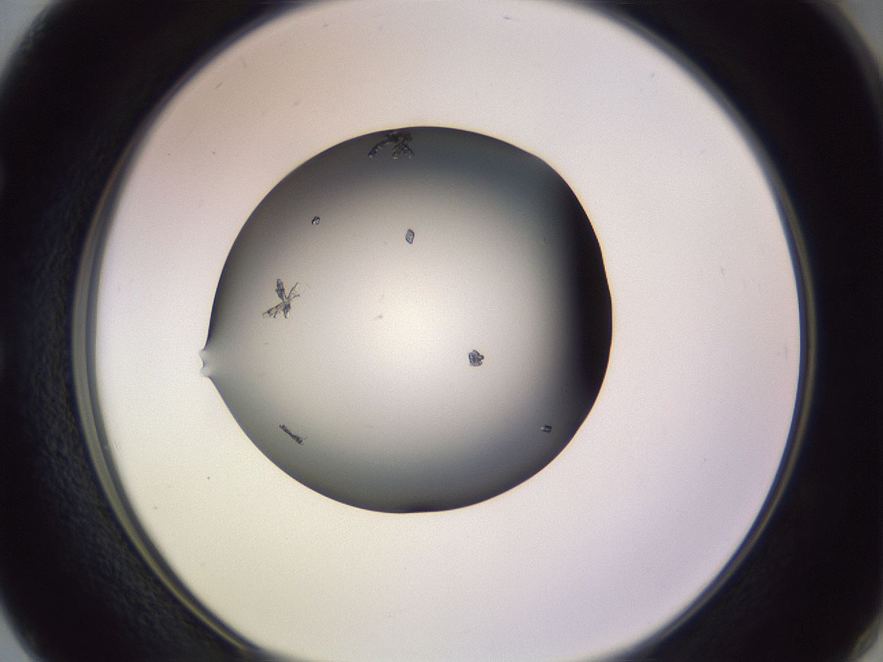 folderID348_plateID1348_batchID4703_wellNum50_profileID1_d1_r81181_ef.jpg