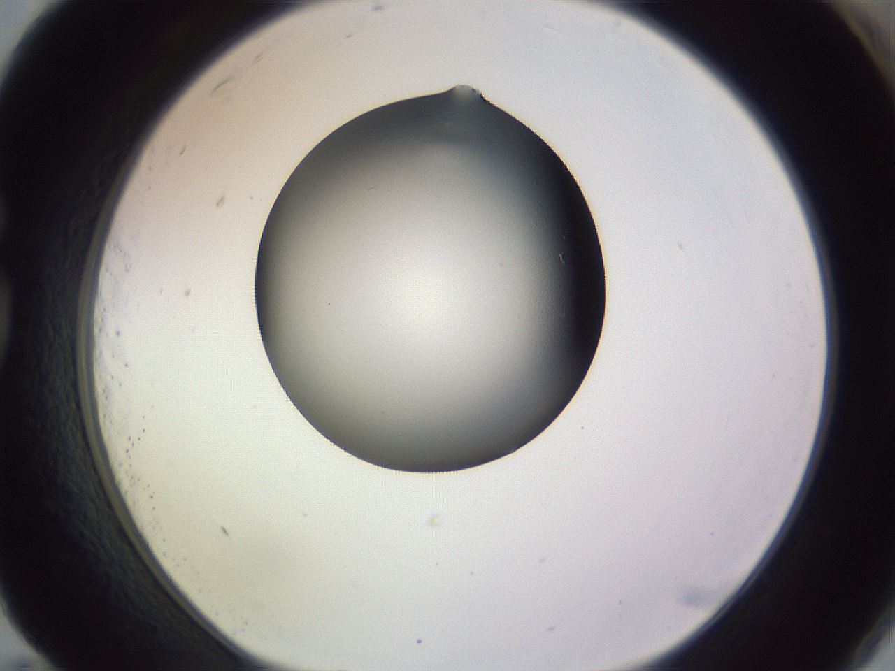 folderID348_plateID1348_batchID4703_wellNum83_profileID1_d1_r81214_ef.jpg
