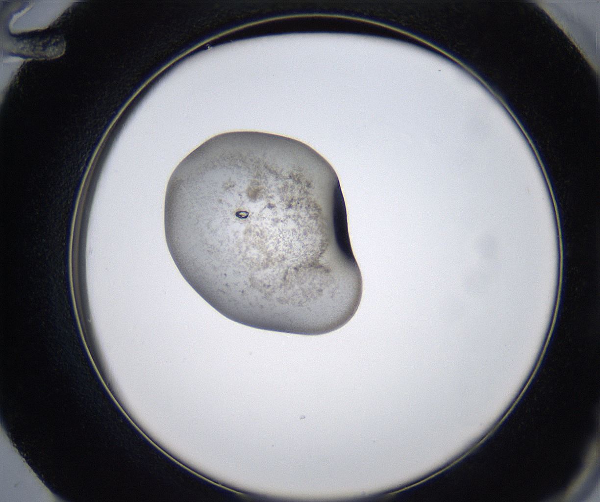 folderID349_plateID2349_batchID11067_wellNum72_profileID1_d2_r165714_ef.jpg