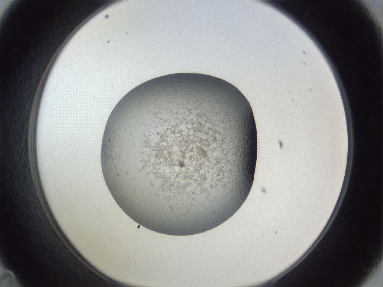 folderID34_plateID1034_batchID2024_wellNum35_profileID1_d1_r45033_ef.jpg