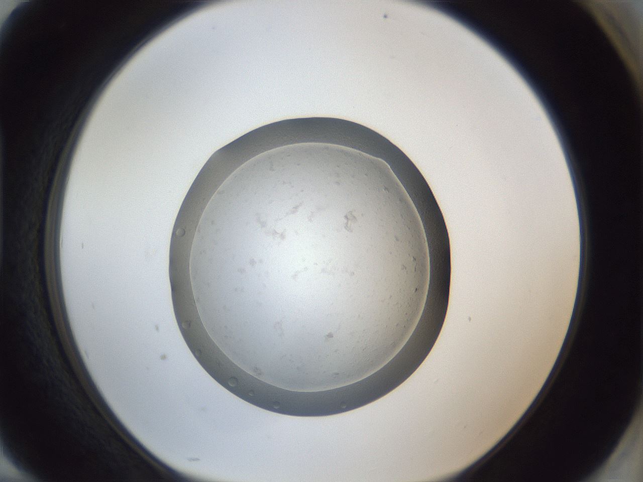 folderID34_plateID1034_batchID2024_wellNum94_profileID1_d1_r45092_ef.jpg