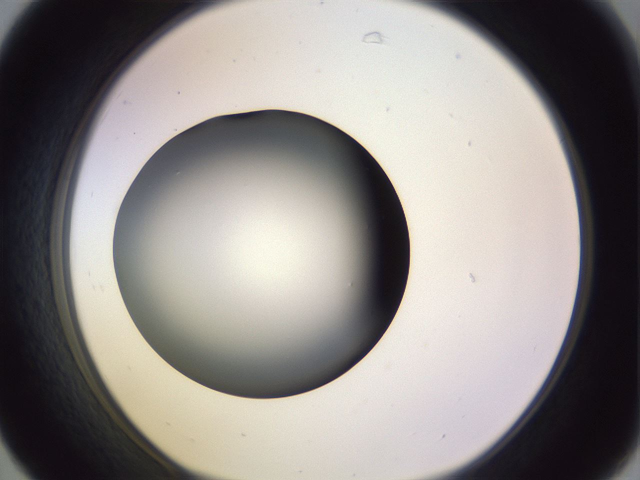 folderID350_plateID1350_batchID4705_wellNum31_profileID1_d1_r81354_ef.jpg