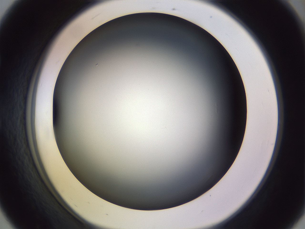 folderID350_plateID1350_batchID4705_wellNum56_profileID1_d1_r81379_ef.jpg