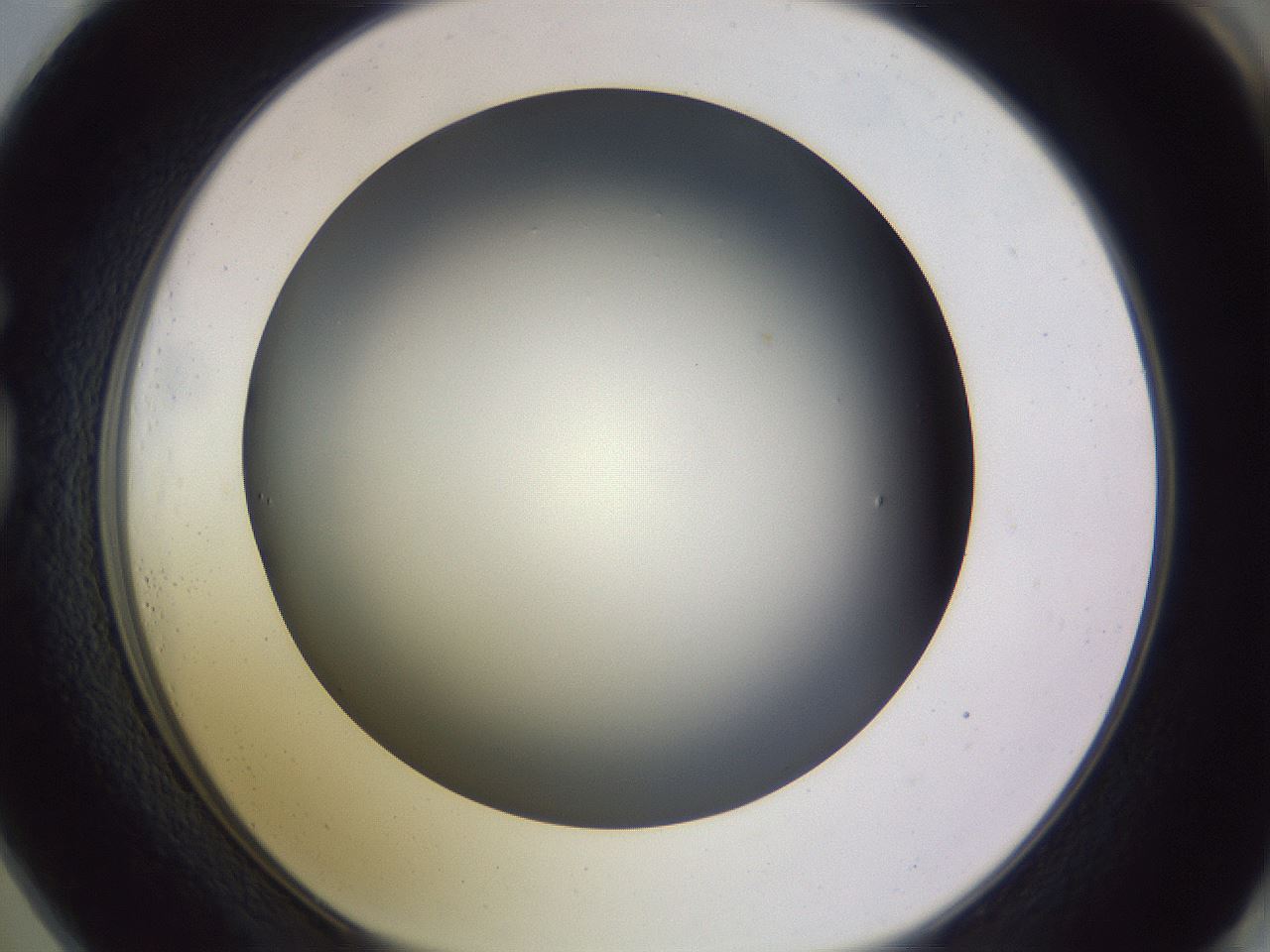 folderID350_plateID1350_batchID4705_wellNum73_profileID1_d1_r81396_ef.jpg