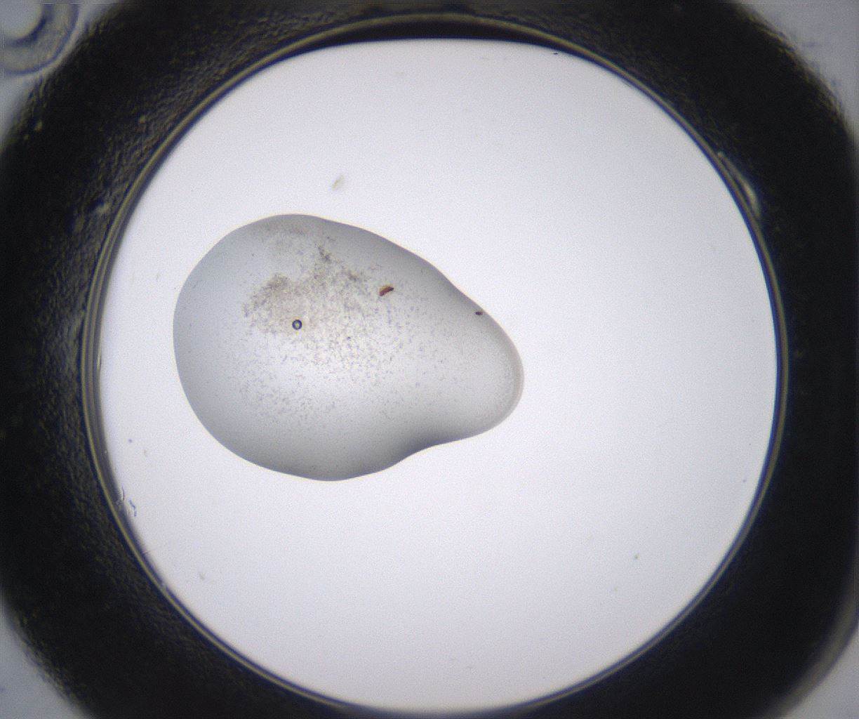 folderID352_plateID2352_batchID11076_wellNum10_profileID1_d2_r166934_ef.jpg
