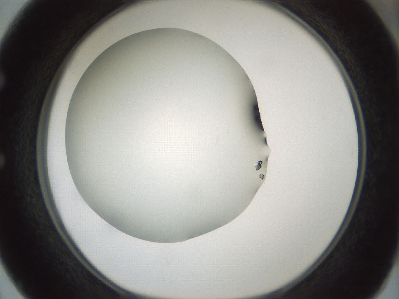 folderID354_plateID1354_batchID4707_wellNum50_profileID1_d1_r81661_ef.jpg