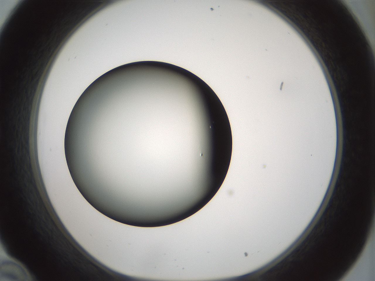 folderID352_plateID1352_batchID4709_wellNum34_profileID1_d1_r81837_ef.jpg
